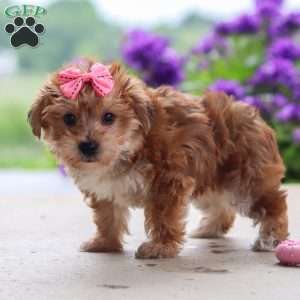 Ruby, Yorkie Poo Puppy